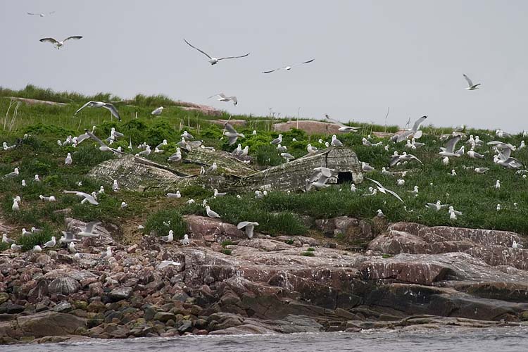 Bird Island