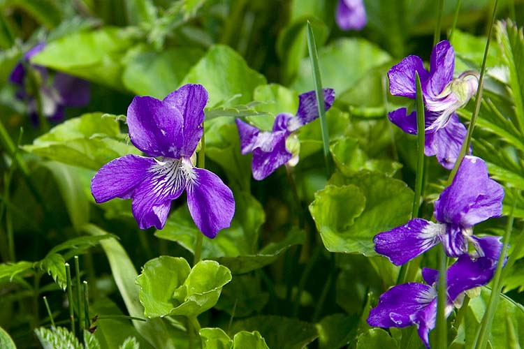 Dog Violet