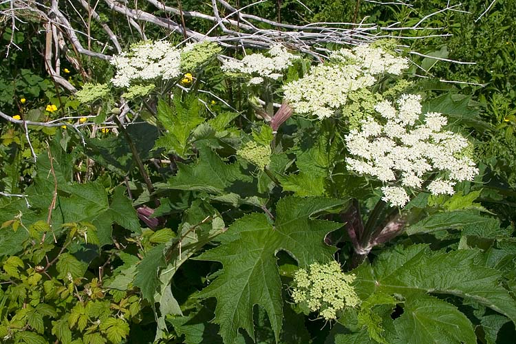 Cow Parsnip