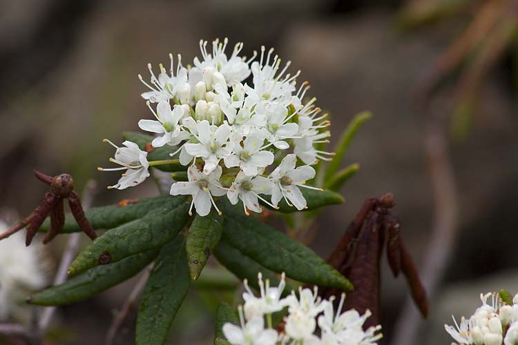 Labrador Tea