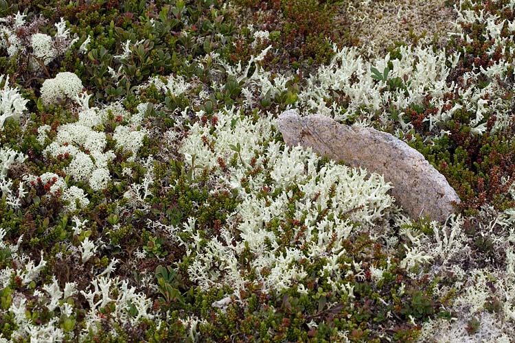 Reindeer Moss