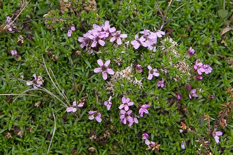 Purple Flowers