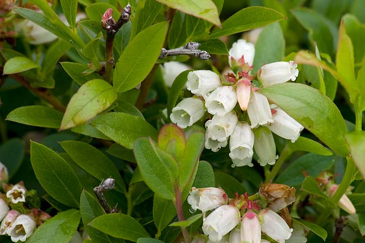 More Berry Bushes