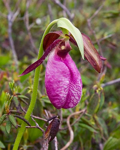 Pink Lady\'s Slipper