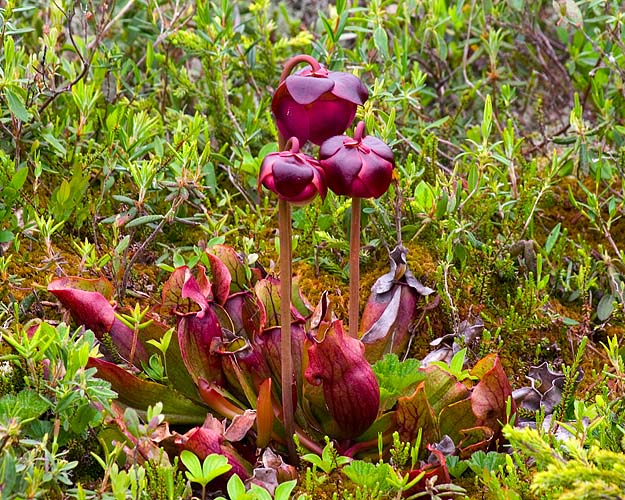 Pitcher Plant