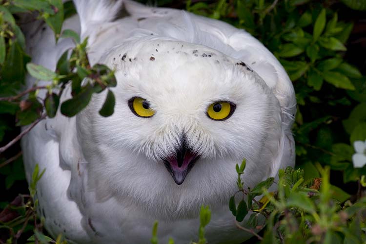 Snowy Owl