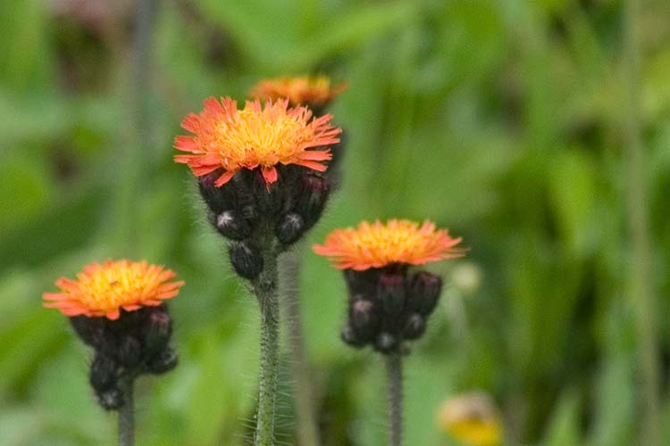 Hawkweed