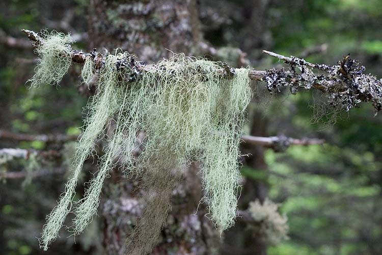 Lichens