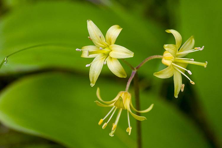 Clintonia