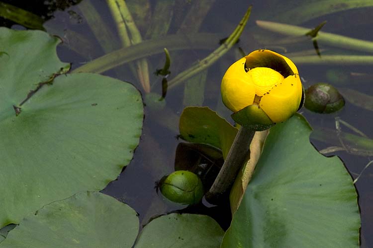 Pond Lily