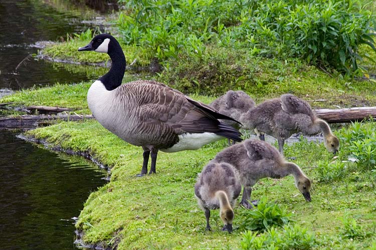 Canada Geese