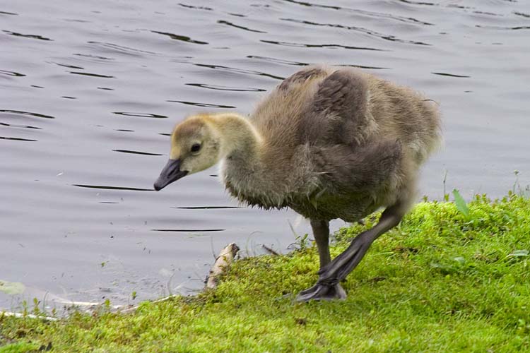 Gosling