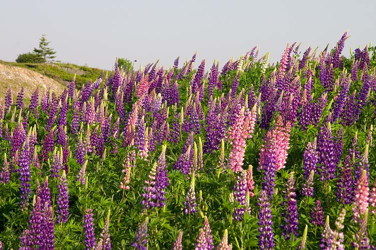 Lupins, Signal Hill