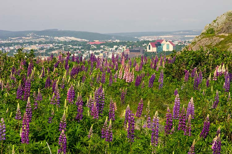 Overlooking St. John\'s