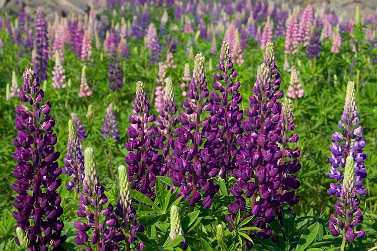 Lupins  