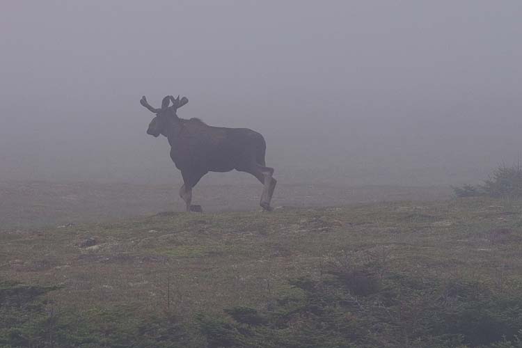 Moose in the Mist