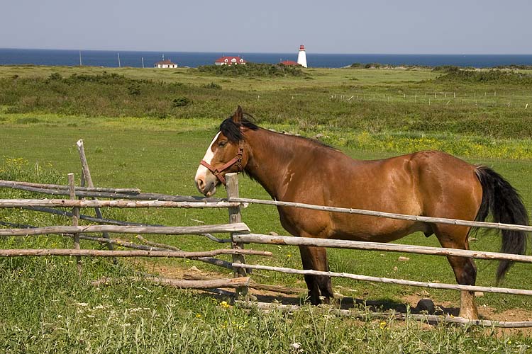 Horse, Cape Anguille