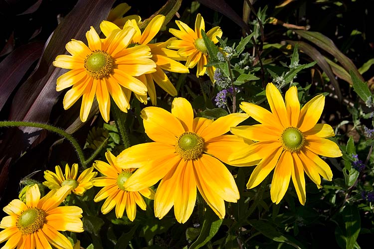 September Daisies