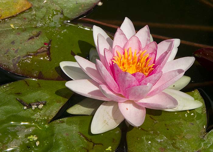 Pink Waterlily