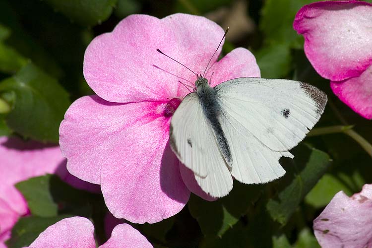 White Butterfly
