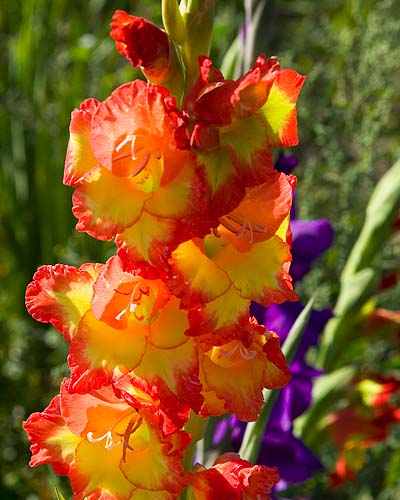 Glowing Glads