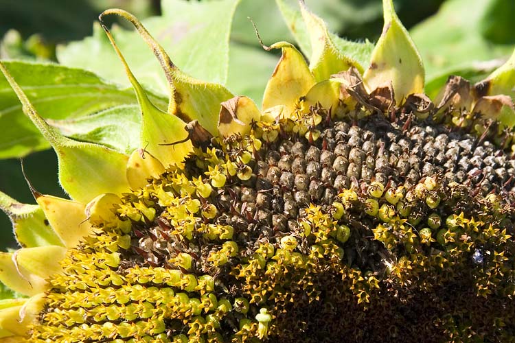 Seeds