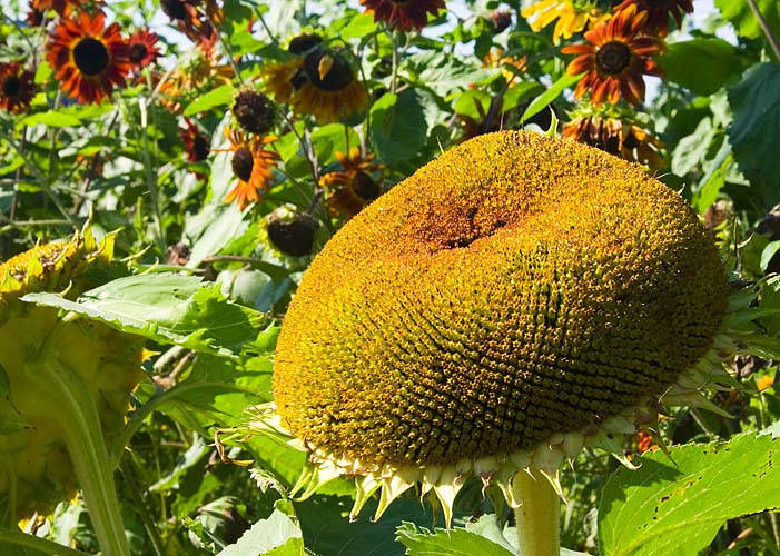 Ripening Seeds