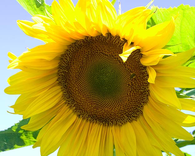 Tall Yellow