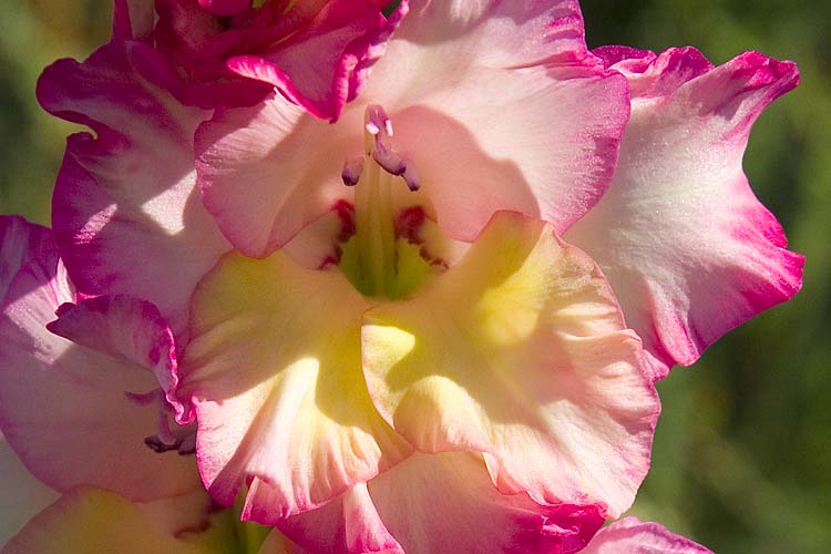 Gladiolus
