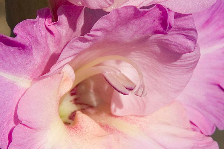 Delicate Swirls