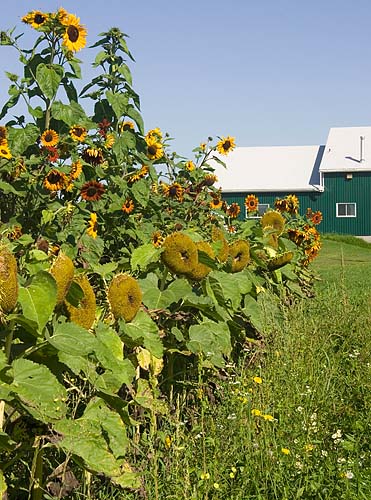 Sunflower Farm