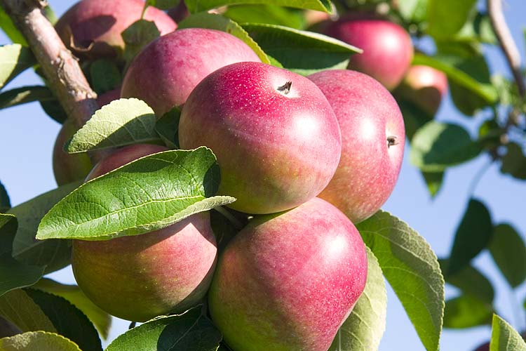 Bumper Crop