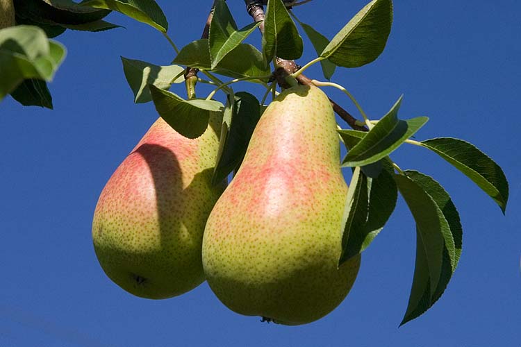 Pears