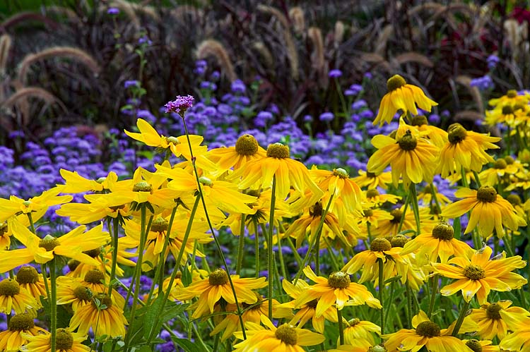 Gloriosa Daisies
