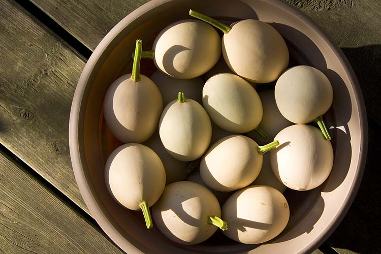 Egg Harvest