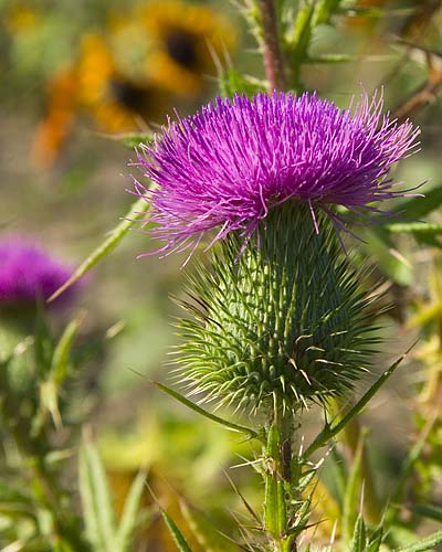 Thistle