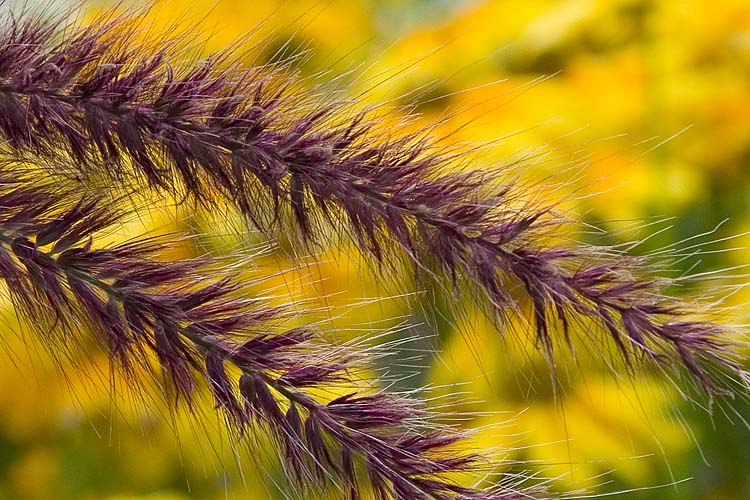 Grass with Gold