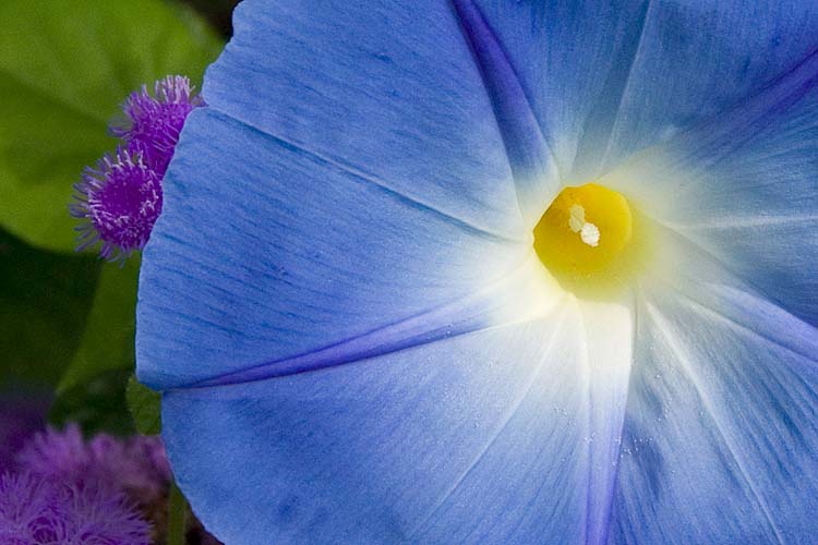 True Blue