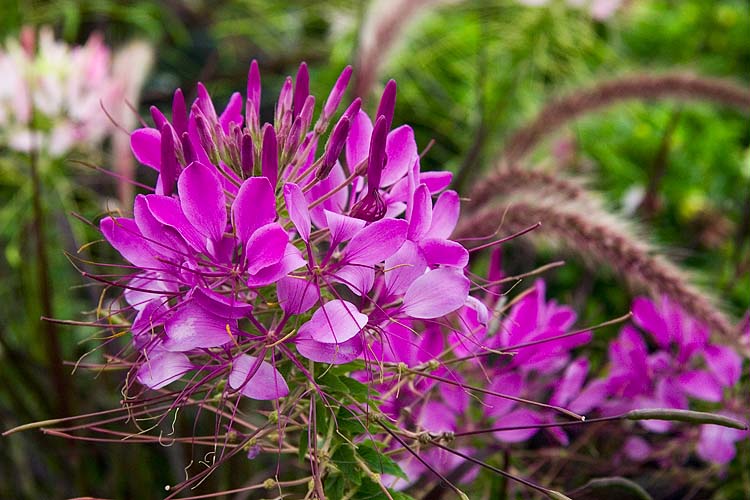 Cleome