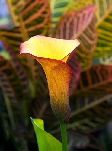 Yellow Lily