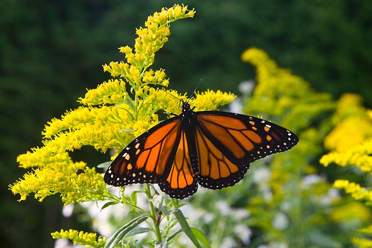 Sweet Goldenrod