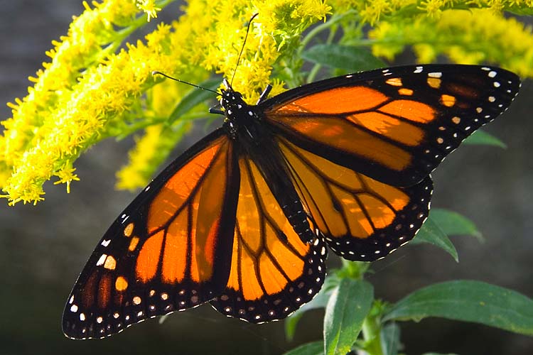 Monarch Butterfly
