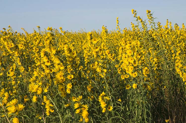 Fields of Gold