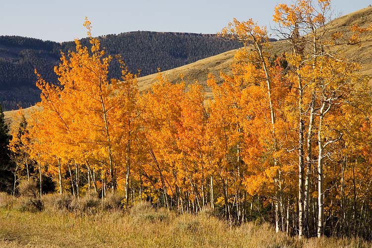 Blazing Aspen