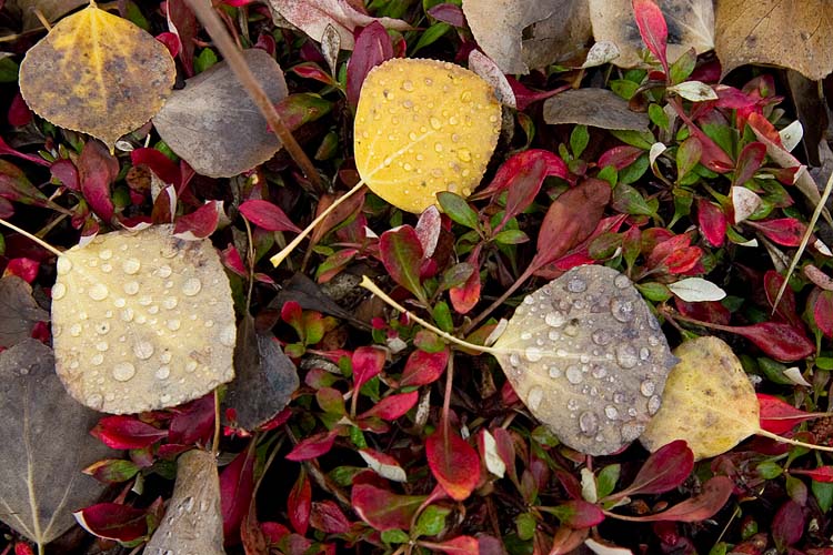 Fallen Leaves
