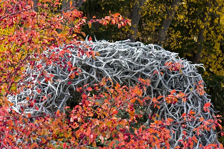 Antler Arch