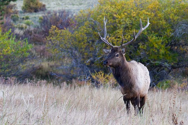 Bull Elk