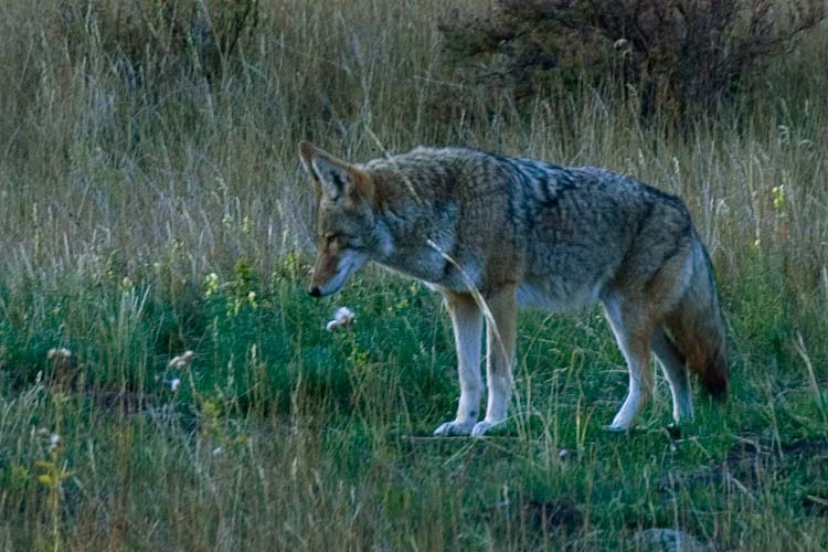 Catching Breakfast