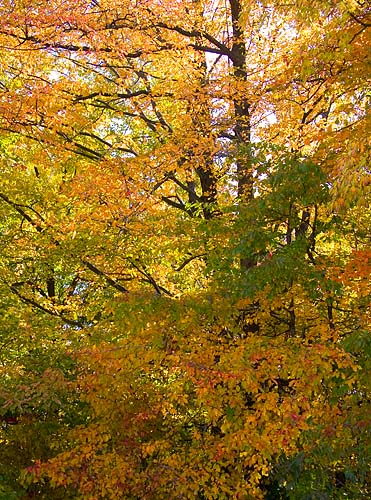 Maples in Michigan