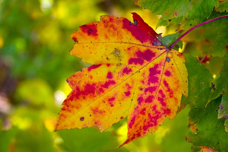 Spotty Maple